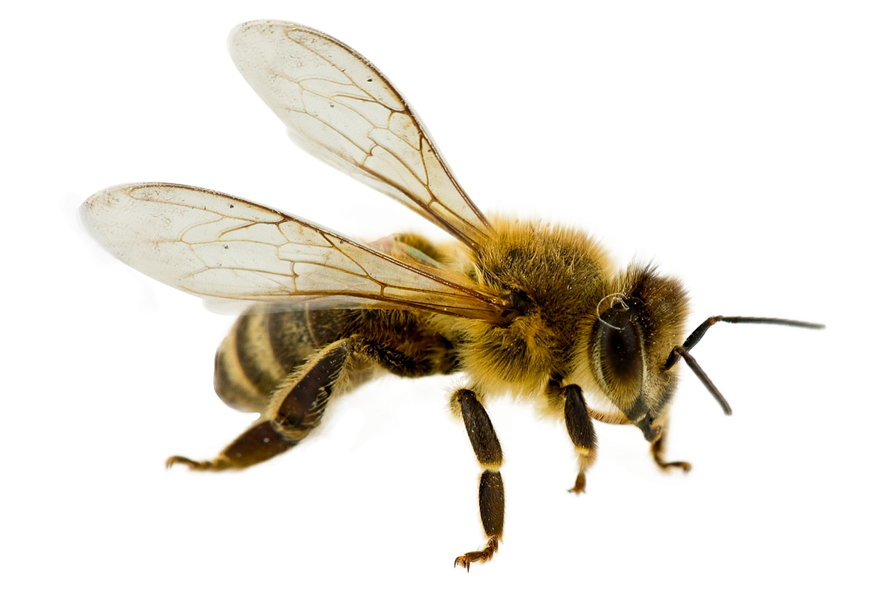 Bee Logo